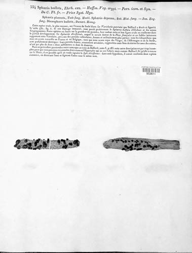 Diatrype bullata image